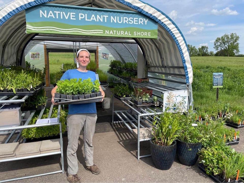 natshoretech's tweet photo. Come visit us for our last retail sale of the season! 10% off all native trees and shrubs plus we have a TON of gorgeous native plants in stock just waiting to be put in the ground- all grown Pesticide Free! This Fri. and Sat. 10am-4pm at 1480 County Rd. 90 Independence, MN https://t.co/YrOvh7vzPN