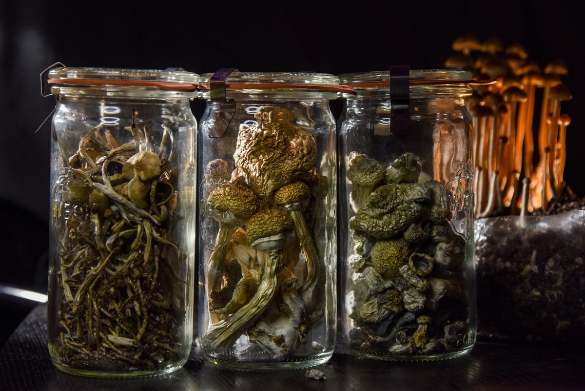 <a href="/livingthingsxyz/">LivingThings™️</a> Brew tea with 3 grams of psilocybin mushrooms and add a spoonful of honey. Nothing else is needed!🍄