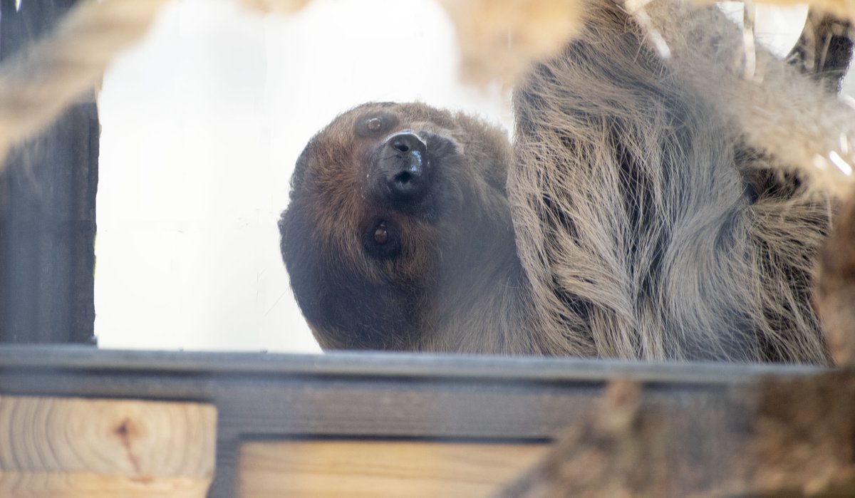 What is blonde and cuter than a button? If you guessed Odysseus, our new Hoffmann's Two-toed Sloth, then you are too right. Odysseus made his official public debut earlier today at the Montgomery Zoo. Help us welcome Odysseus to his new home! #mymgmzoo #zaa #sloth
