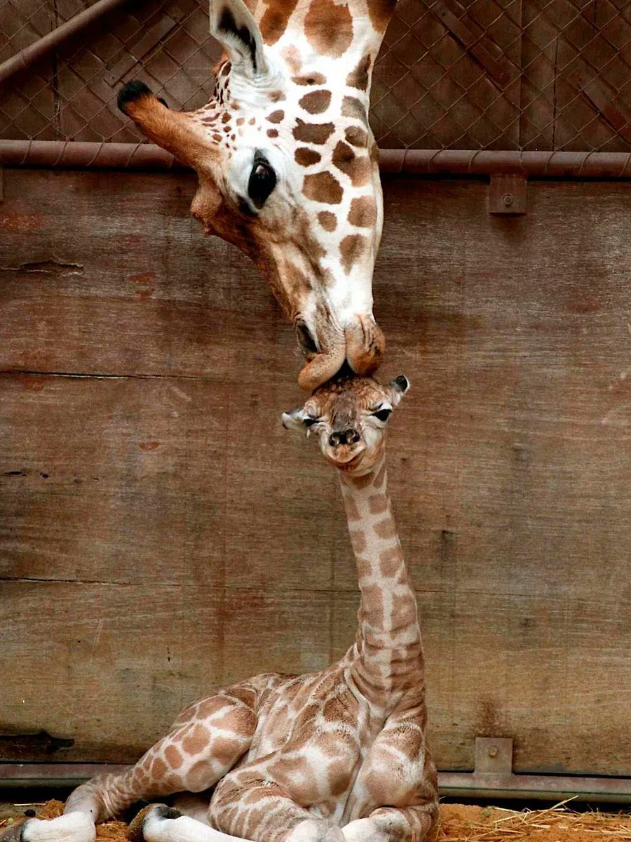 Cute Animals tweet media