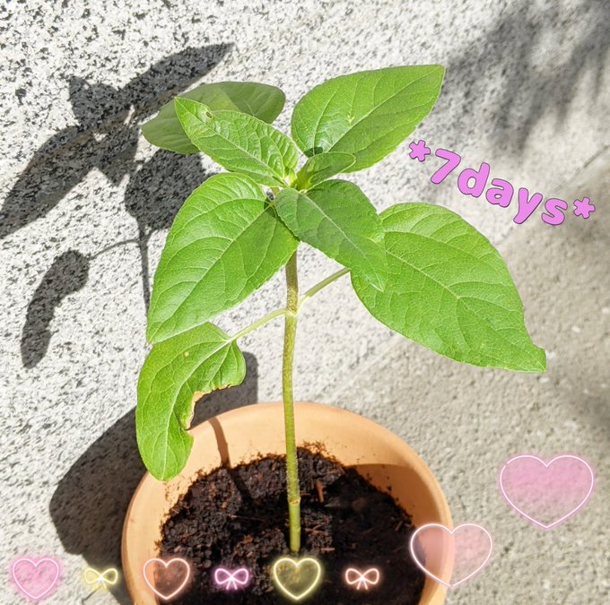ひまわりの苗 今日もどこかで生きている
