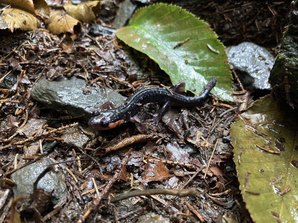 Dr Steven Allain (@stevoallain) on Twitter photo Trekking in the Great Smokey Mountains for salamanders yesterday, can only be described as a religious experience! Itβs such a beautiful place, and we found so many salamanders. As a Brit, the diversity blew my mind! #GARD2022 <a href="/GARD2022/">Global Amphibian and Reptile Disease Conference</a> Trekking in the Great Smokey Mountains for salamanders yesterday, can only be described as a religious experience! Itβs such a beautiful place, and we found so many salamanders. As a Brit, the diversity blew my mind! #GARD2022 <a href="/GARD2022/">Global Amphibian and Reptile Disease Conference</a>
