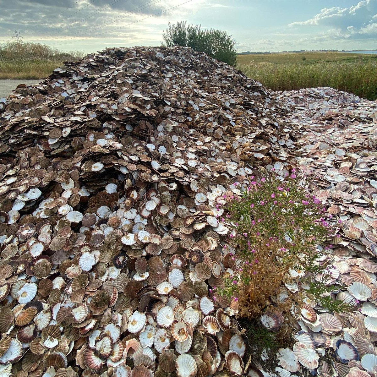 We’ve finished cultch deployments for the year, and we’re already preparing for 2023! These shell piles will weather for 12 months before being added to the seabed as cultch for baby #nativeoysters to settle and grow on. You can already see the difference after just a few months!