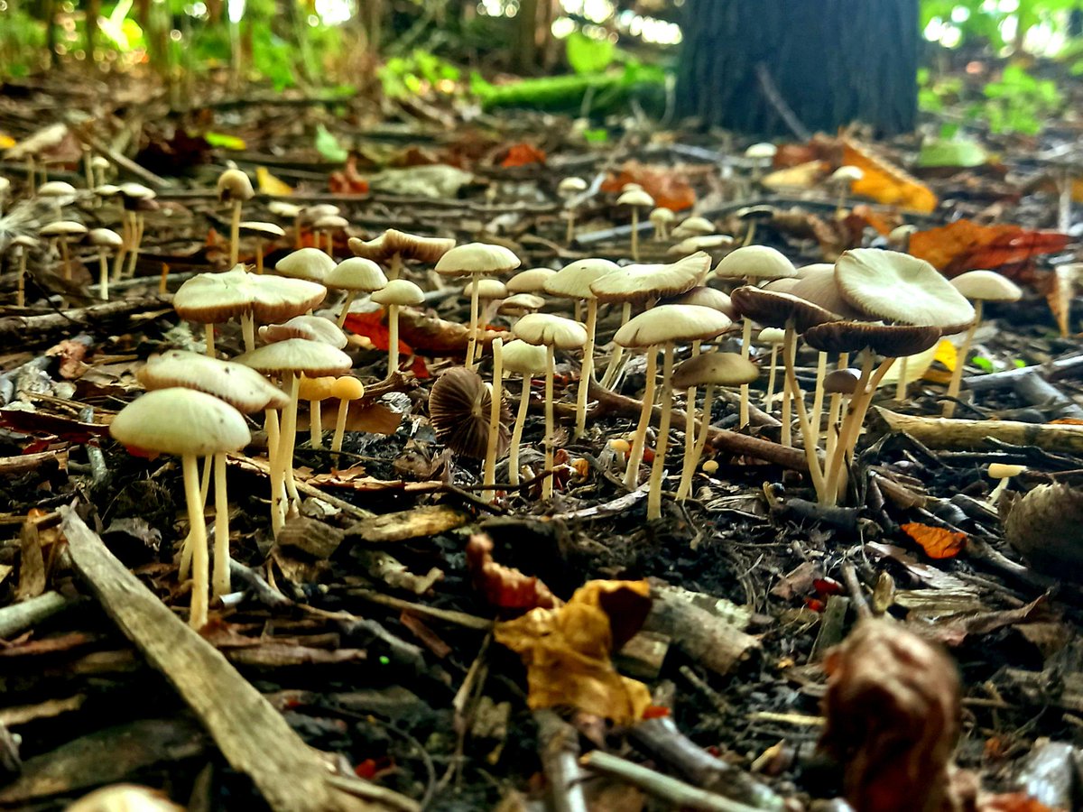 SkeltonGrange's tweet photo. Some fantastic fungi found on site after a raining night.
If there are any fungi fans out there please let us know what species you think this is.
#JoinInFeelGood #fungi #fungiidentification #connectnature #naturephotography https://t.co/8bmD8zdT14