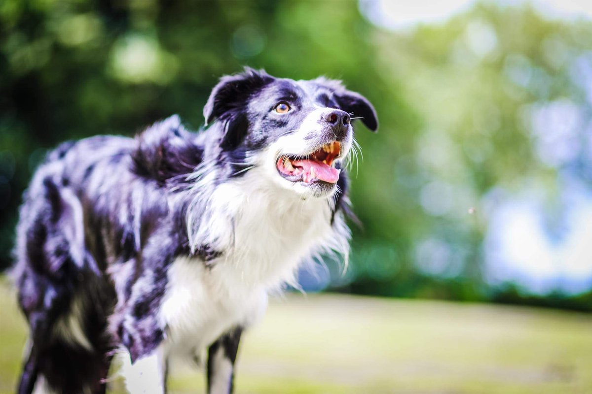 After the run #thatilldo #bordercollie #myboy #alwaysbymyside #sunnyhotday  #timeforshade #Heatwave2022