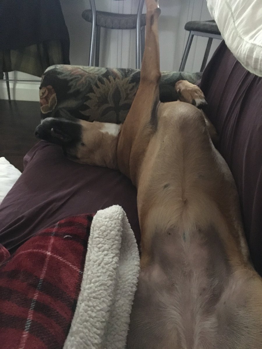 MichelleMSutton's tweet photo. @MollyJongFast Bailey! https://t.co/PVk5lcWJP1