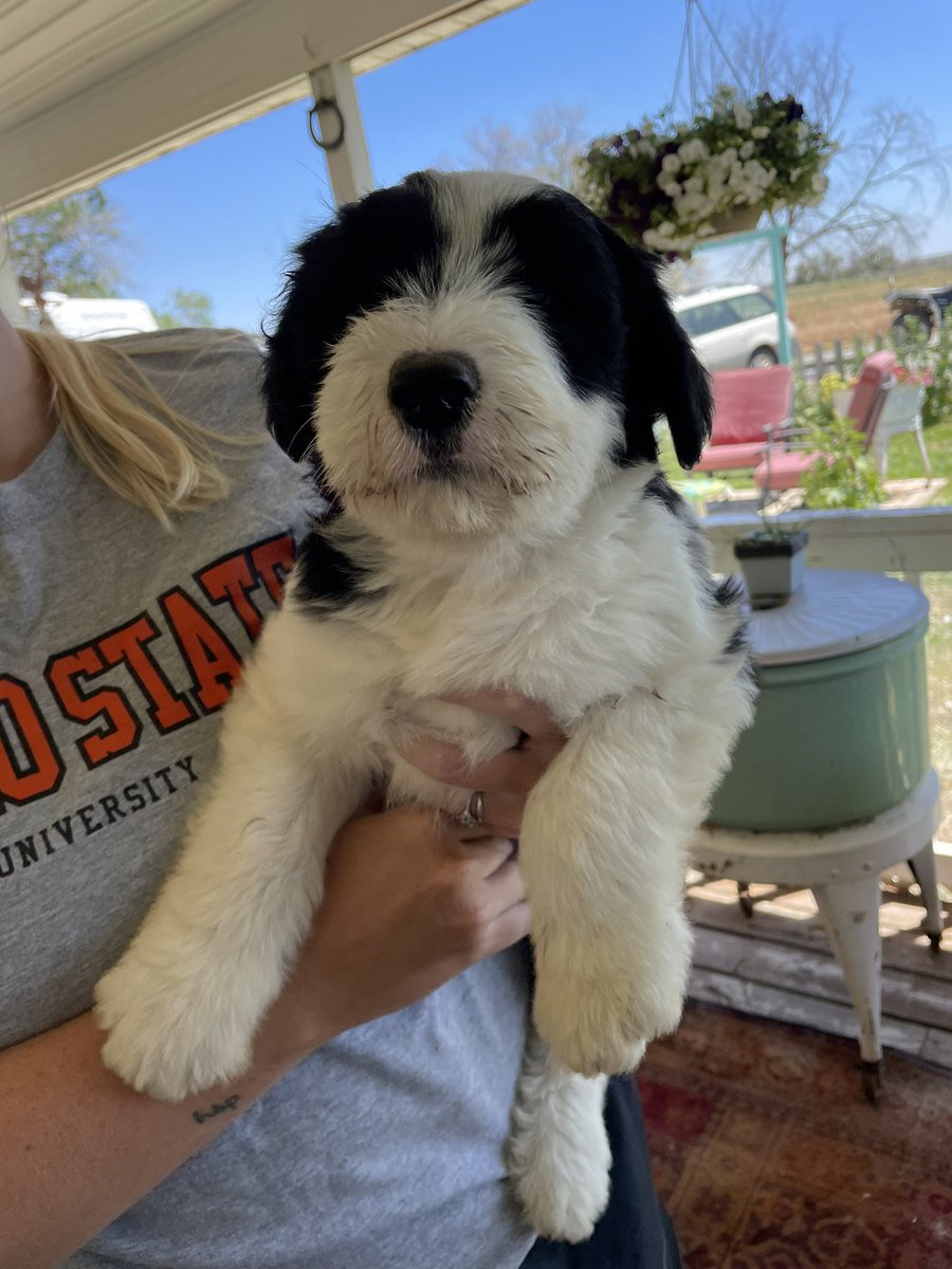 matigan_bingham's tweet photo. Twitter do your thing and find these puppies a home 🤩 https://t.co/Bd8CvbpkHl