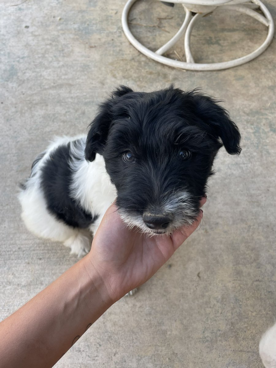 matigan_bingham's tweet photo. Twitter do your thing and find these puppies a home 🤩 https://t.co/Bd8CvbpkHl
