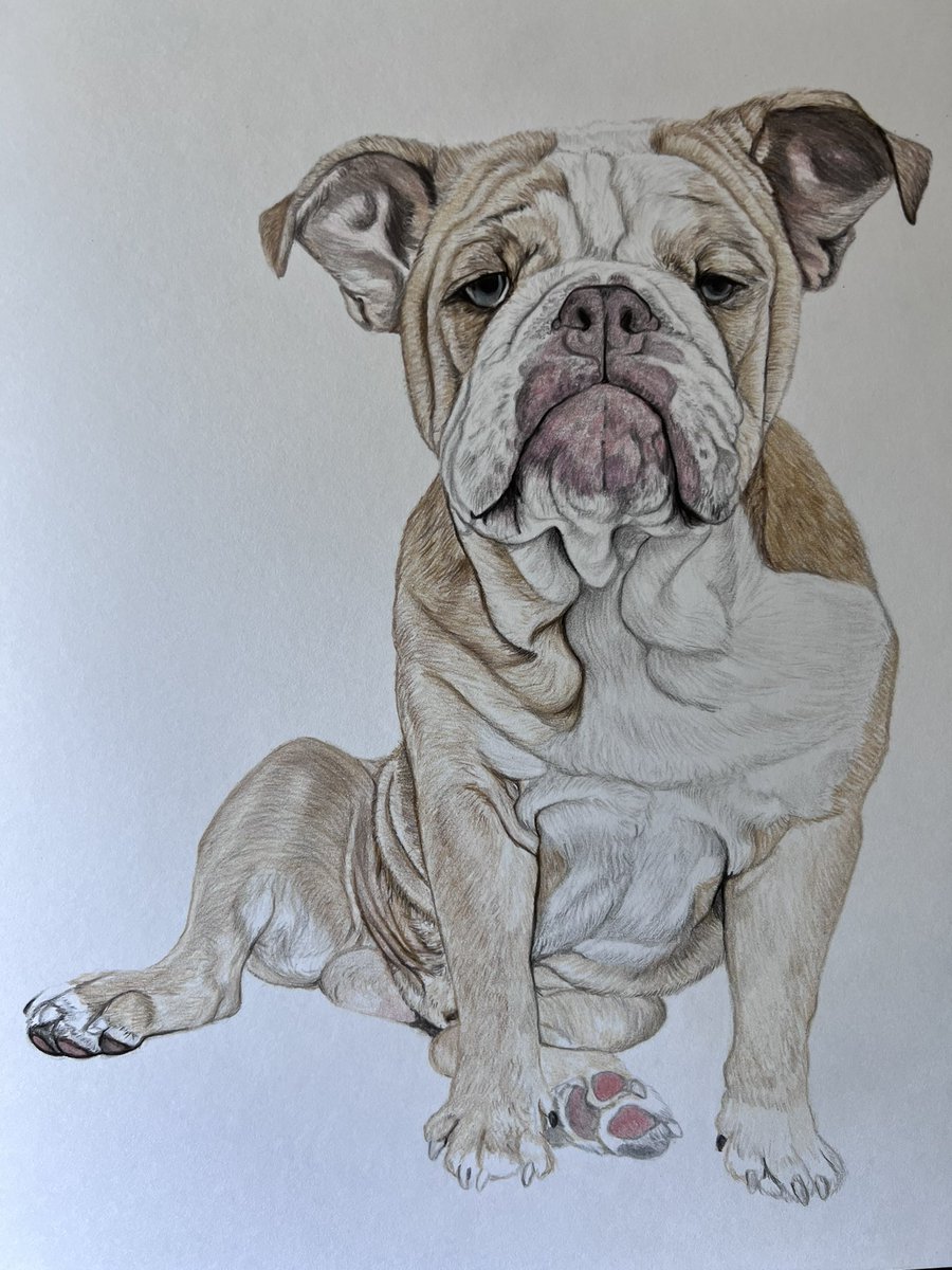 Finishing up this colored pencil drawing of Basil for a client. If you are interested in a pet portrait for yourself please DM me 😁