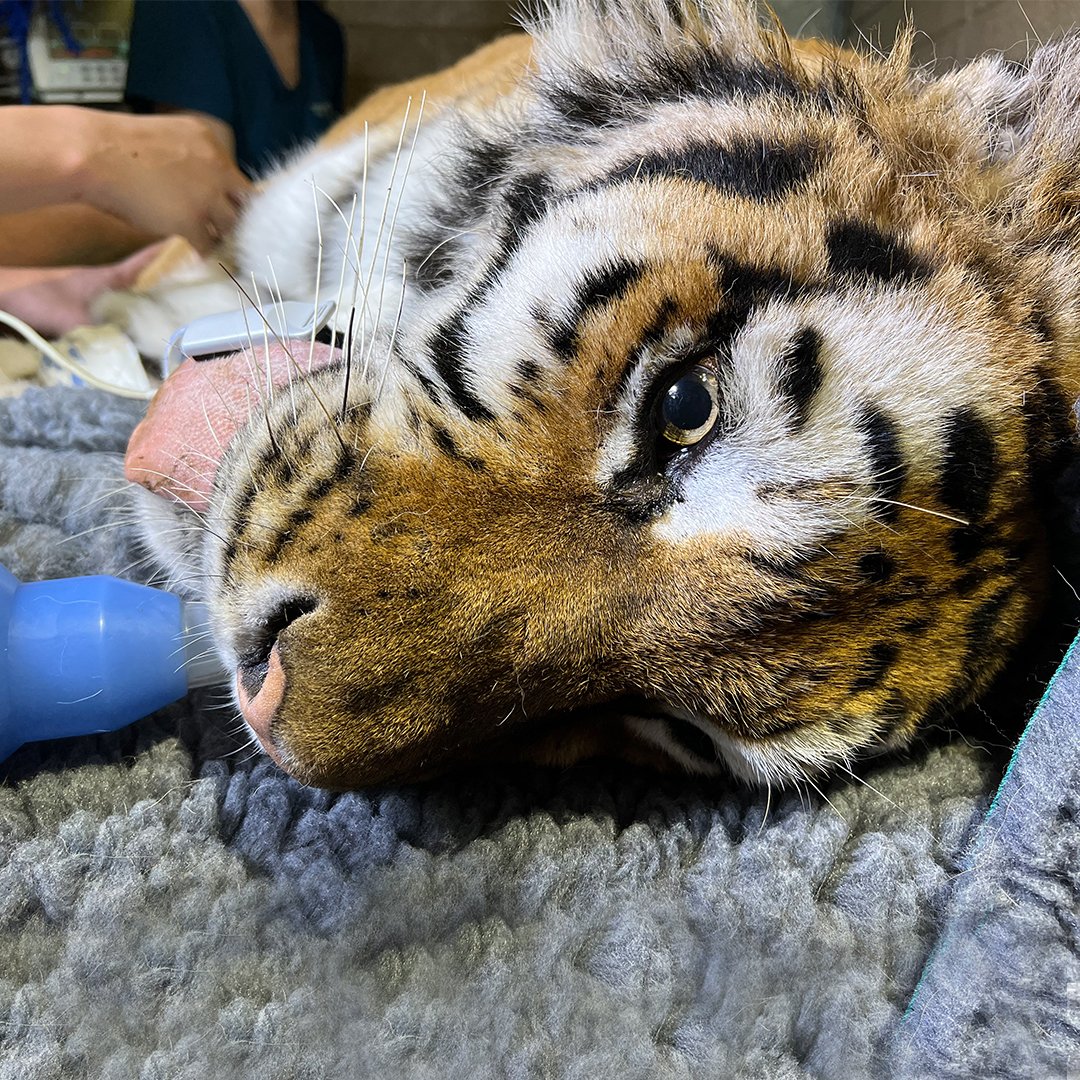 SeapointClinic's tweet photo. It's true, we really do cater for just about anyone or anything at Seapoint Clinic, as a tiger-sized #toothache saw Dr. Tom lend a hand at @dublinzoo ! https://t.co/ZD8S8ZYQgg