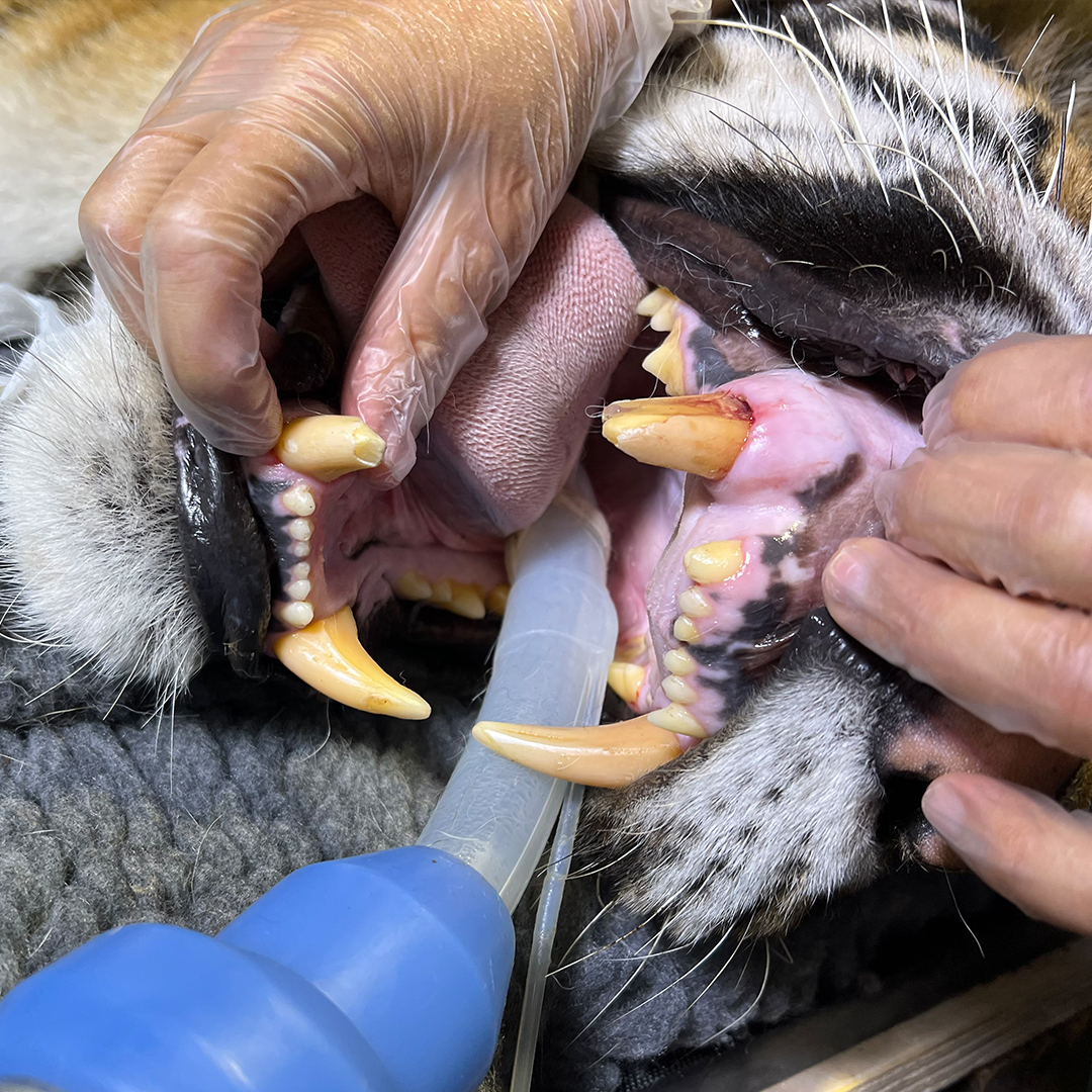 SeapointClinic's tweet photo. It's true, we really do cater for just about anyone or anything at Seapoint Clinic, as a tiger-sized #toothache saw Dr. Tom lend a hand at @dublinzoo ! https://t.co/ZD8S8ZYQgg