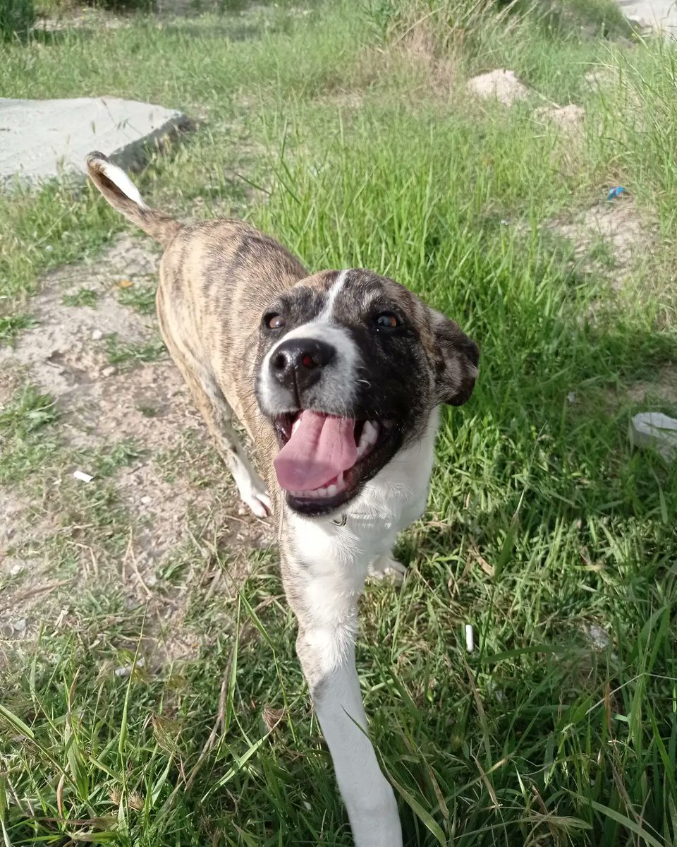 ACİL DURUM 🚨
Malesef mama stoğumuz tükenmek üzere
yaz tatilinde beslemelere devam edebilmemiz için daha fazla mamaya ihtiyacımız var. Kampüs canlarımızın karınları hep doysun diye verdiğimiz mücadelede sizlere de ihtiyacımız var içinde merhamet olan herkesten destek bekliyoruz