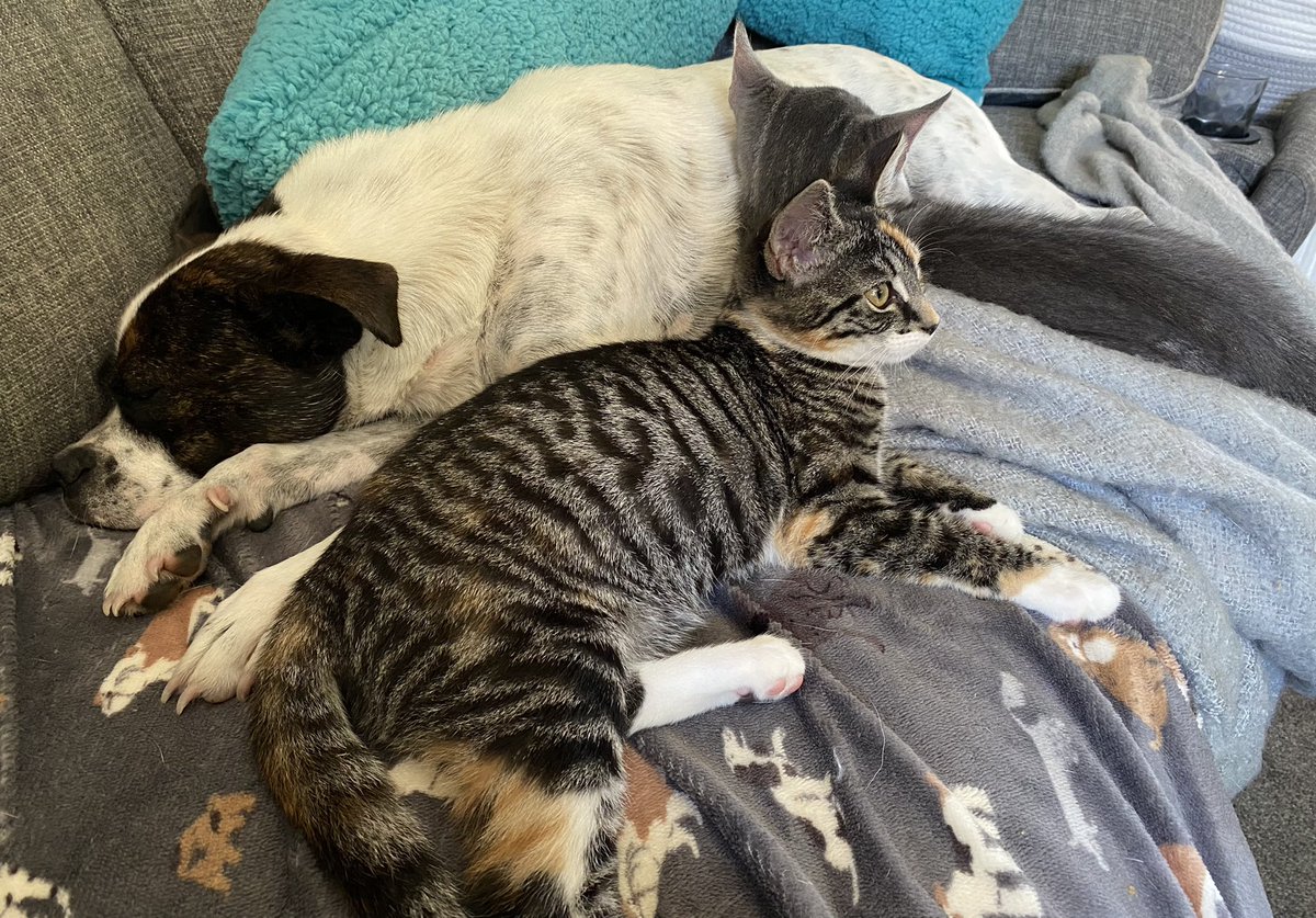 We now own a dog.
#CatsOfTwitter #cats #dogsarefamily #kittens #thursdayvibes #KittensOfTwitter
