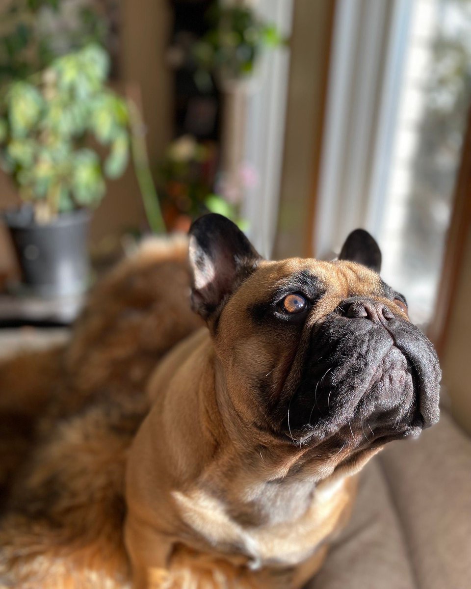 chateaufrenchie's tweet photo. Newt is a lovable, loaf of bread. 🍞🐶😁

#chateaufrenchie #frenchies #frenchbulldog #bulldog #bulldogs #frenchie #frenchie #frenchbulldog #frenchielove #instafrenchie #frenchieoftheday #frenchiegram #frenchbulldogs #squishyfacecrew #frenchiepuppy #ilovemyfrenchie #frenchielife https://t.co/uiwFg52Flj