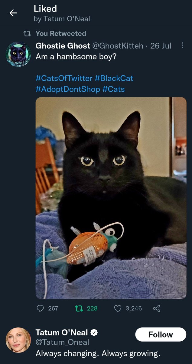GhostKitteh's tweet image. Oh my paws! I maed it to teh big tiem on Tweeter!!! TATUM O'NEAL LIEKED MY POST! Hurr haz an Oscar &amp;amp; hurr lieks me, hurr really lieks me! 💜💜💜