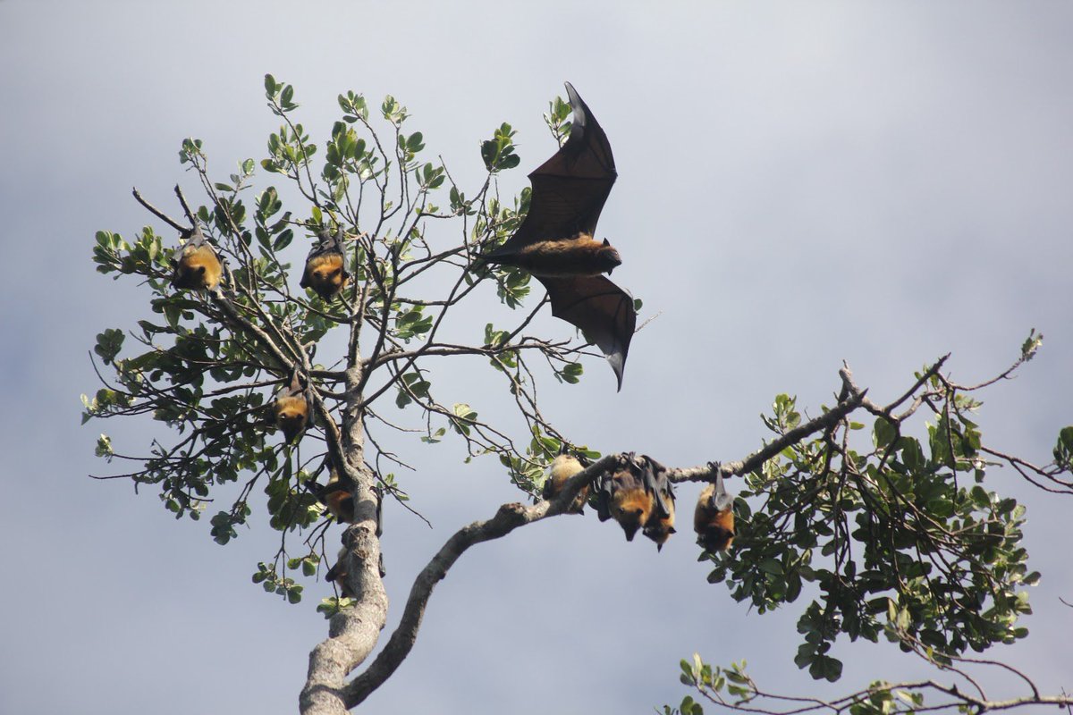 Up, up, and away! Here is a photo of Madagascan flying foxes (Pteropus rufus) taken during SCRP’s most recent count of Sainte Luce’s only colony 🦇 #flyingfox #biodiversityhotspot #madagascar #conservationresearch