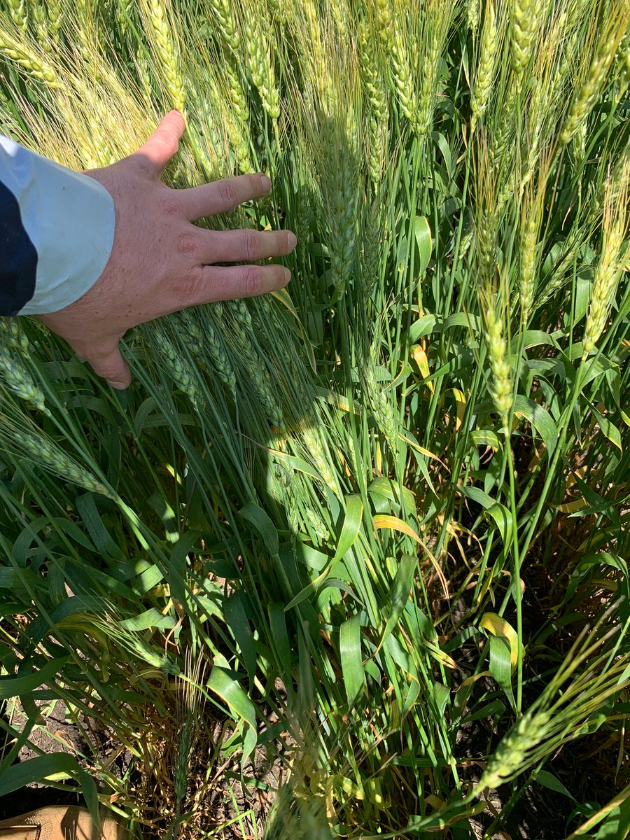 Argus Agriculture tweet media