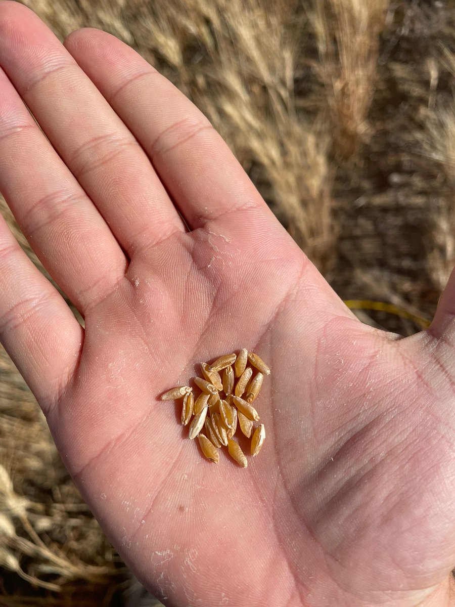 Argus Agriculture tweet media