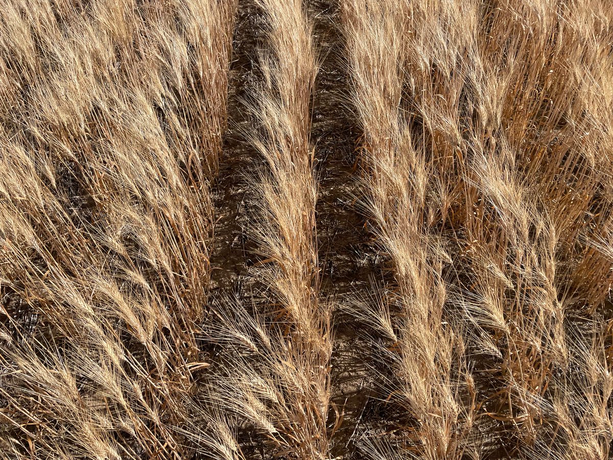 Canadian wheat and canola fields in Alberta, Manitoba and Saskatchewan last week. Join us to hear about our findings, farmers' sentiment and the prospects for this year's harvest on 18 August for a dedicated webinar. Register here: buff.ly/3BHBn4H