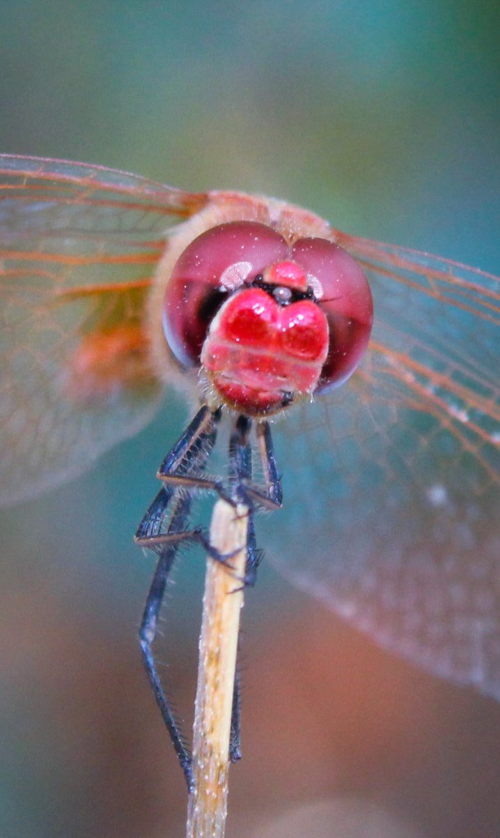 Ange d'un jour... toujours...
#macrophotography #photography #TwitterNatureCommunity #dragonfly
