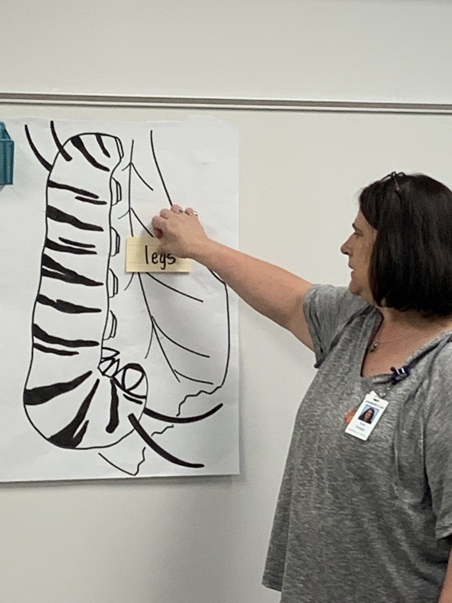 LISDElemScience's tweet image. Can you name all the parts of the caterpillar? #operationpollination #1LISD