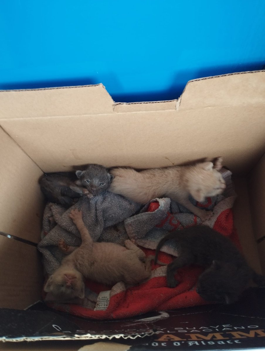 SILVIA_A0's tweet photo. Persona/s que abandonan a estos pequeños de aproximadamente 1 semana a su suerte para que mueran.... No sé lo que te deseo pero nada bueno https://t.co/a1QTi0X2AK
