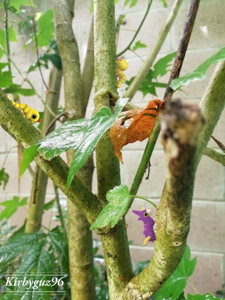 MijailGuz96's tweet photo. 🐛 ¡Bug out! 🐛
@PokemonGoAppLA @PokemonGoApp
#pokemon #pokemongo #pokemongoapp #pokemongocommunityday #communityday #pokemongofriends #gobattle #gosnapshot #pokemongotour #teammystic #teamvalor #teaminstinct #MeetYouOutThere #holaniantic #catchyours #WayToGO #GetOutAndGO https://t.co/gO16BsHW8O