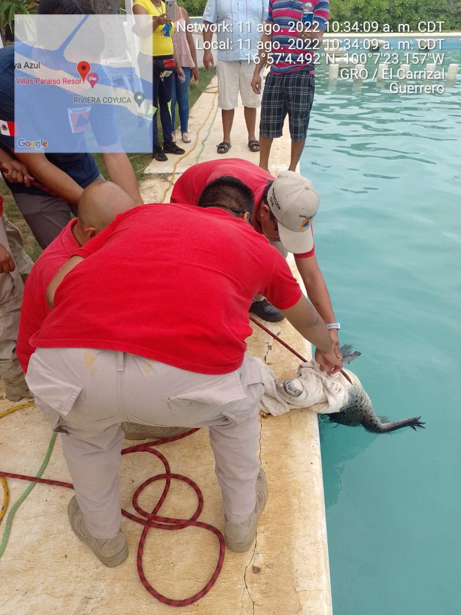👉👉PC termina con vacaciones de cocodrilo en hotel de Coyuca de Benítez.