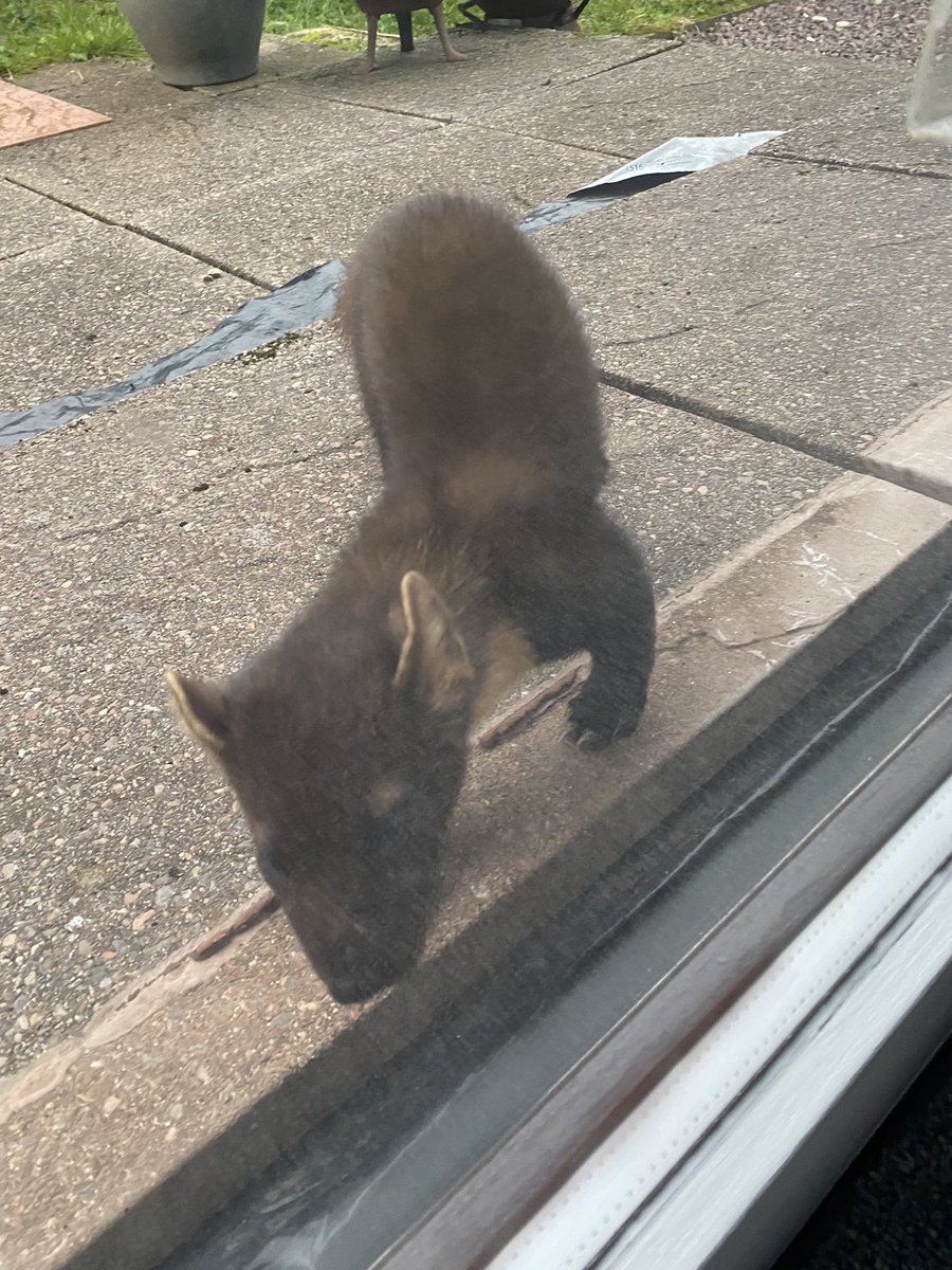 lolly9974's tweet photo. This guy has just starting visiting our garden morning and night, obviously it’s on his route to wherever he’s going, absolutely amazing to see but so glad there is glass between us and that the doors were shut as I’m sure he would of been inside https://t.co/85cIOG1WPi