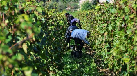 HISTOIRE_DU_VIN's tweet photo. Saône-et-Loire. Recruter des vendangeurs, la galère des vignerons - https://t.co/X3DJ6mWYoG via @lejsl article de @RichMontav crédit photo Le JSL https://t.co/EIAUyFPINE