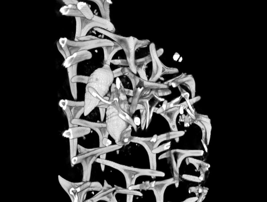 MizzoµX tweet media