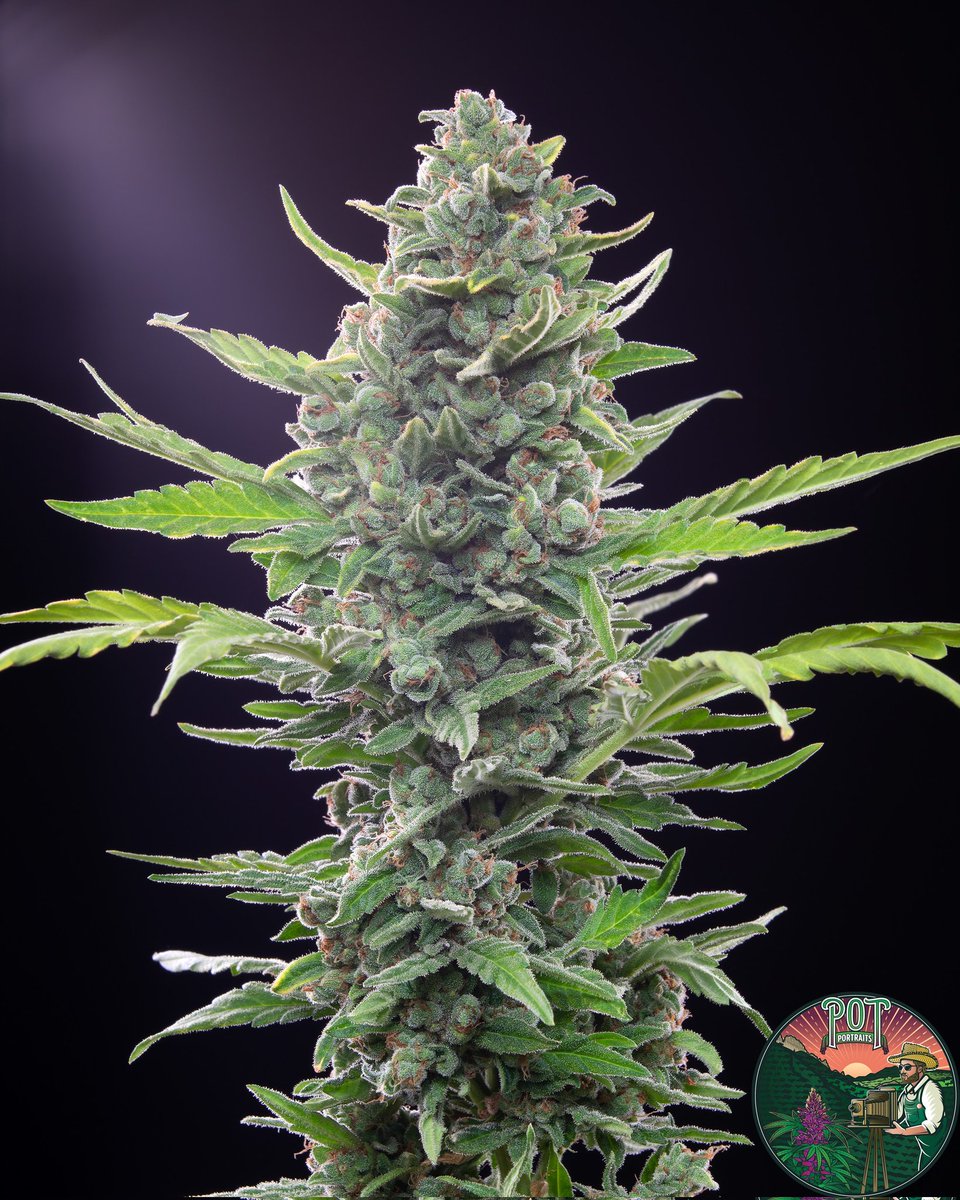 Pot_portraits's tweet photo. Ciritcal Auto by @royalqueenseeds 💕

#cannabis #flower #autoflower https://t.co/l6xCOWdvOO