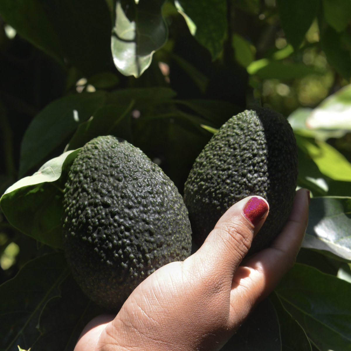 BrightSideSD's tweet photo. From our trip to SDSU Santa Margarita Ecological Reserve 🍊 🥑 🌳  check out your their website ! https://t.co/tsAqecGaGC

Photography by Ayleen Avendano (https://t.co/sqn0M9SGJB)
 
#throwbackthursday #tbt #BrightSideProduceSD #brightsideproducesd #freshproduce #sandiego https://t.co/m6Na14EL6v