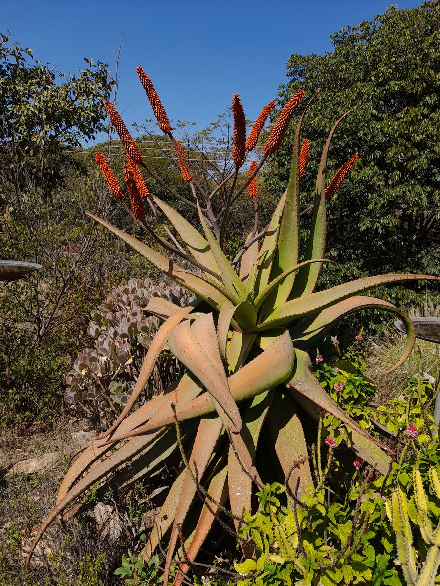 jnwakeling's tweet photo. The Zimbabwe Aloe or Aloe excelsa which give their name to the Zimbabwe Aloe Garden at @bigtreeharare Photos from the 4th of August. Looking gorgeous! 🌷 https://t.co/NH2J2h2Z45
