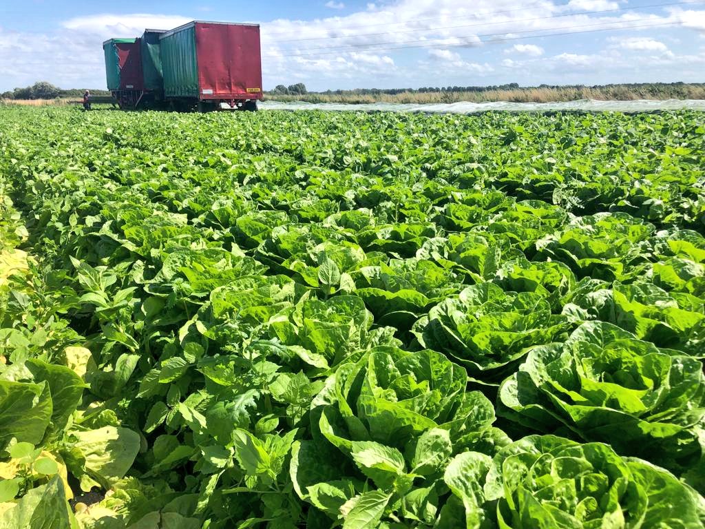 FruitWhispers's tweet photo. Huge #Romaine Lettuce heads flying out on the seasonal special @SPARDSAP #FreshForLess #Lancashire #BritishGrowers https://t.co/JpSof62YTy