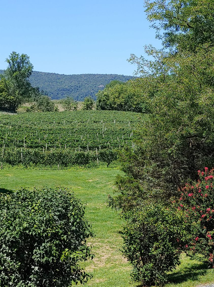 NMVineyards's tweet photo. The view is gorgeous, the wine delicious, and the weekend is calling for you to come out to North Mountain Vineyard to relax on our grounds or deck. Children and leashed dogs are always welcome. Open 11:00-5:00.
#Shenandoahvalleyava  #NMwine https://t.co/zYfcuFEt7s