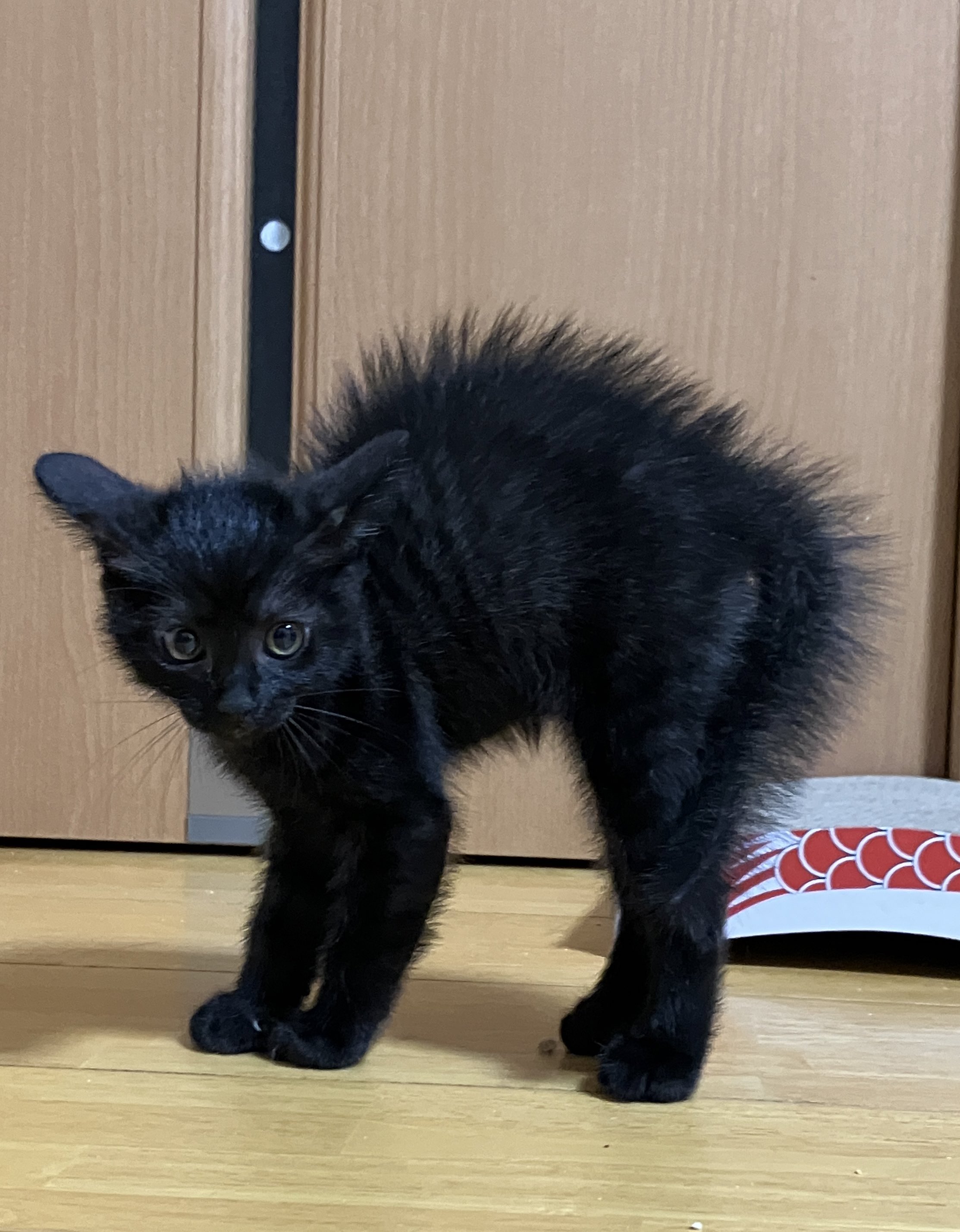 保護猫アメ 保護78日目 誕生58日目 威嚇ポーズも様になってきた子猫 T Co 9yhdvpmete Twitter