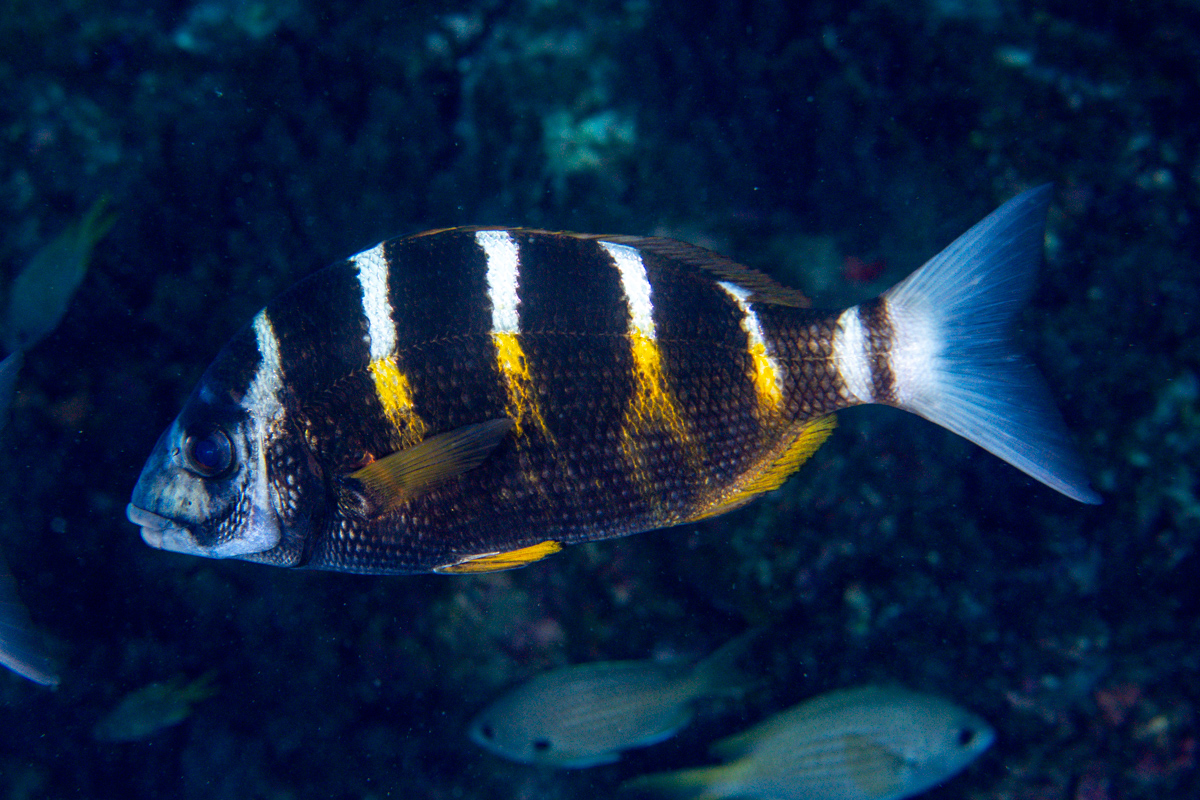 CoralReefFish's tweet photo. Cape Verde is strongly influenced by cold water currents coming from the north, what makes the fauna here very different. The diversity of Seabreams (Sparidae) is particularly high. Here is the good looking Banded Seabream (Diplodus fasciatus), endemic to Cape Verde. #ichthyology https://t.co/LNeR3DAMEm