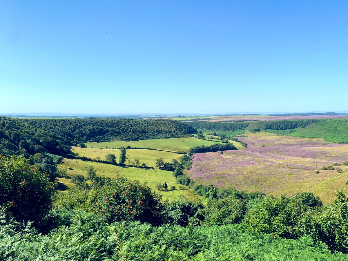 northyorkswx's tweet photo. A few pics from the early lunchtime pit stop at Hole of Horcum this morning. Heather currently in full bloom and looking stunning with the clear blue skies. #NorthYorkMoors @northyorkmoors https://t.co/Xq0hXDvKC0