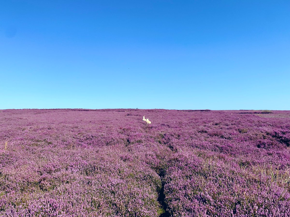 northyorkswx's tweet photo. A few pics from the early lunchtime pit stop at Hole of Horcum this morning. Heather currently in full bloom and looking stunning with the clear blue skies. #NorthYorkMoors @northyorkmoors https://t.co/Xq0hXDvKC0