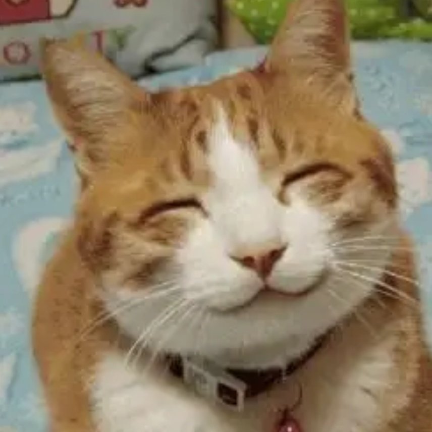 인자한 고앵이