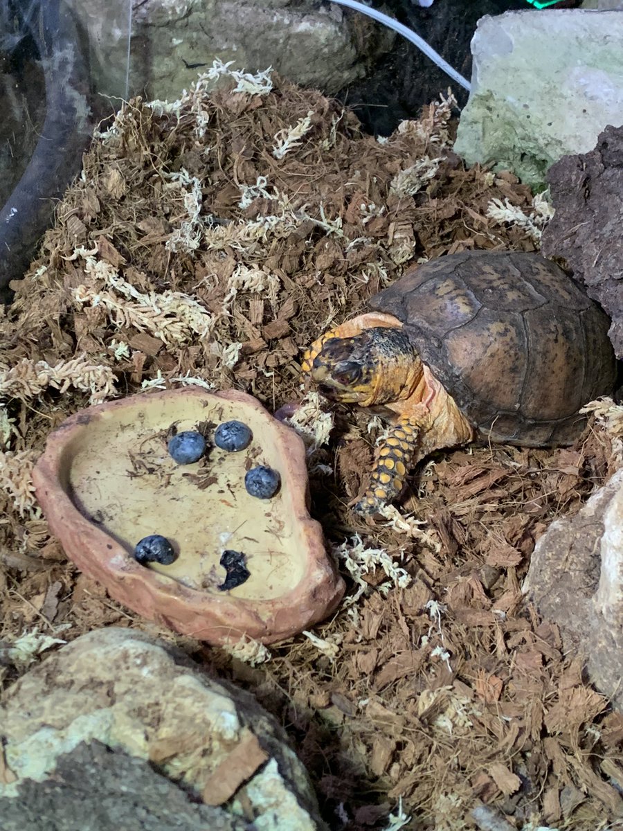LEINWC2's tweet photo. Here is the handsome turt enjoying an earthworm https://t.co/CcGg3szvrG
