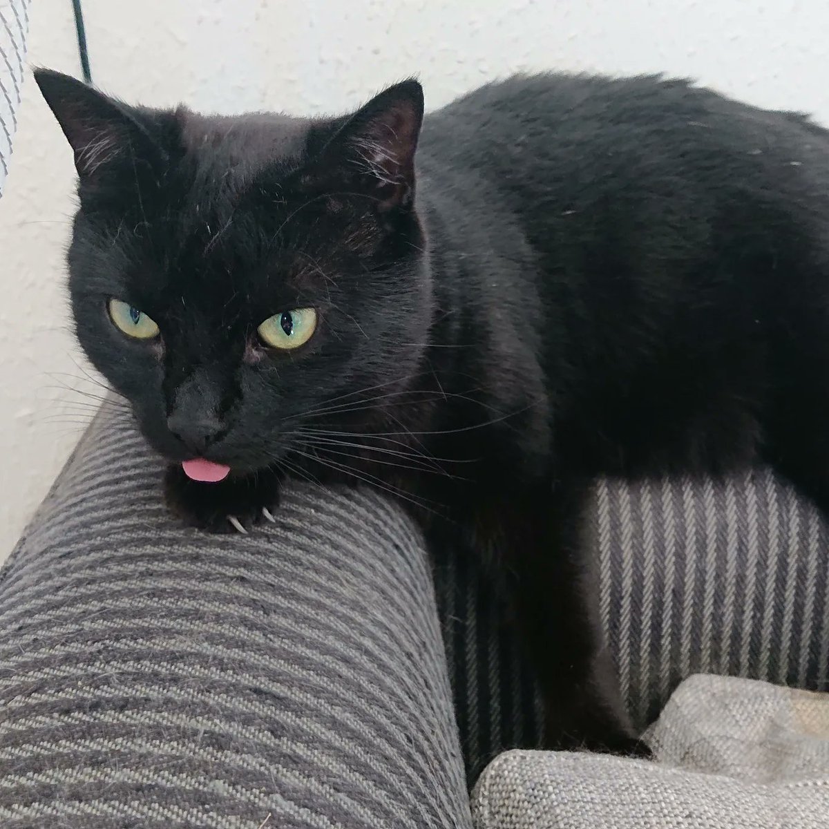 GuyfrAndromeda's tweet photo. @Octav1usKing Little lady Atari, photogenic as always. ❤️ https://t.co/tMSfd97NuZ