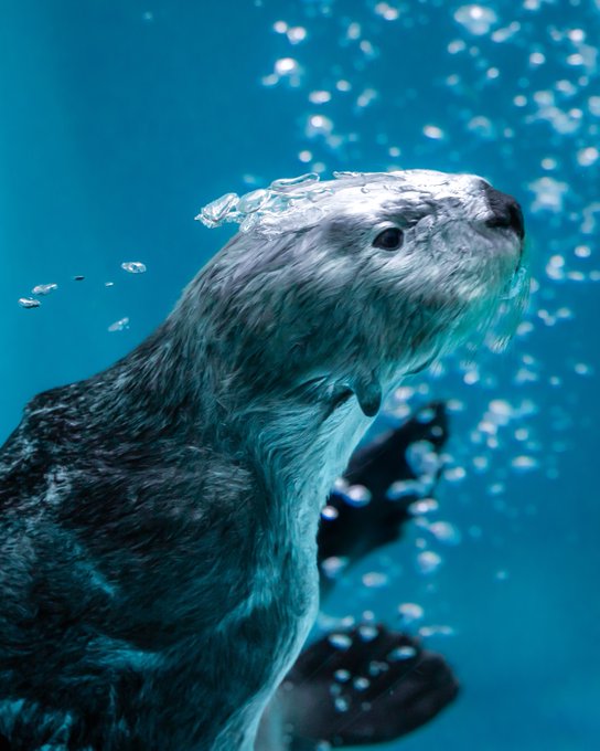 販売終了 希少入手困難 鳥羽水族館 館内限定 かわいい ラッコ の フィギュア 2体セット メイ と キラ 海の カワウソ ラッコグッズ 動物 Organicfarmermag Com