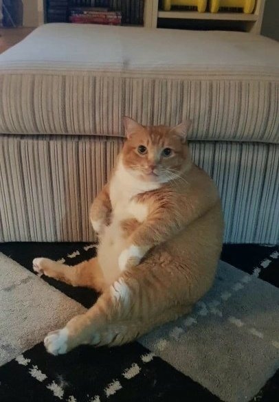 Dont Show Your Cat tweet media