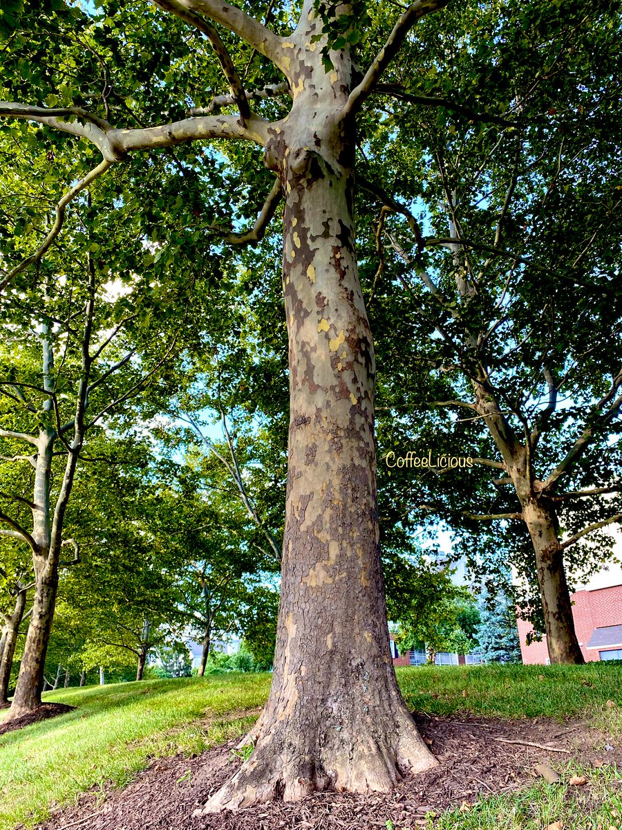 LiciousCoffee's tweet photo. Good morning πβοΈ
Have a great Thursday everyone ππ½πππ«
A tree π³ that captured my attention during #Nature_Walk . . . definitely wants to give hugs. π
#nature #NaturePhotography #NatureBeauty #NaturalBeauty #naturelovers #PhotographyIsArt #StateParks #Parks #Trees https://t.co/6exmLFFfCJ