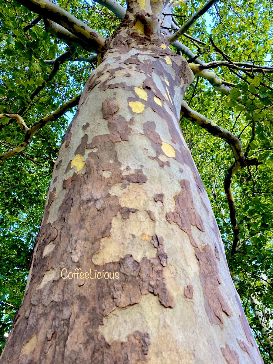 LiciousCoffee's tweet photo. Good morning πβοΈ
Have a great Thursday everyone ππ½πππ«
A tree π³ that captured my attention during #Nature_Walk . . . definitely wants to give hugs. π
#nature #NaturePhotography #NatureBeauty #NaturalBeauty #naturelovers #PhotographyIsArt #StateParks #Parks #Trees https://t.co/6exmLFFfCJ