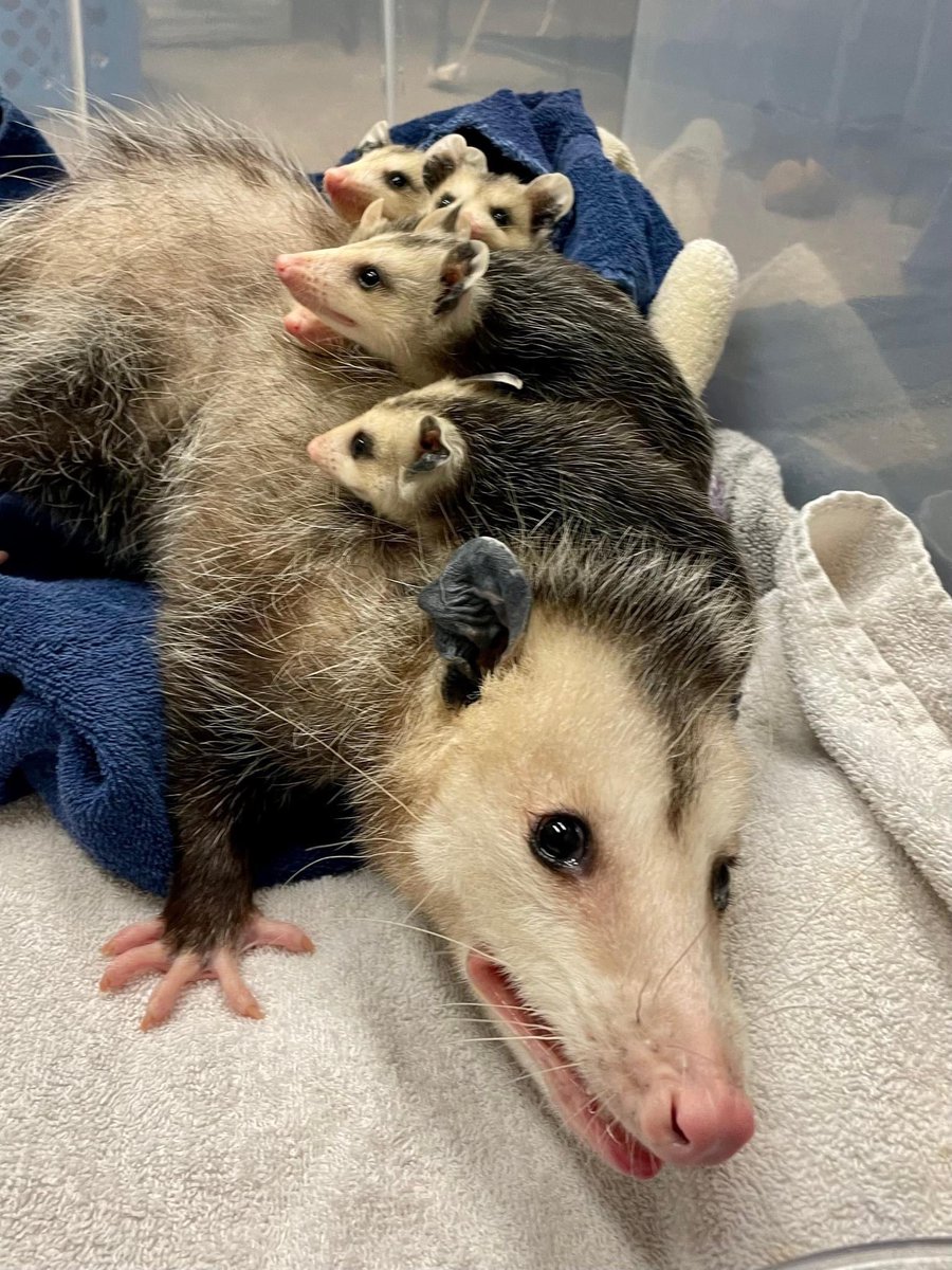 BRWildlifeCtr's tweet photo. We've been recently posting about one of our mother opossums currently in care but we actually have two! This opossum was brought into care with her five neonatal joeys almost a month ago, after being severely wounded by a dog. https://t.co/ZstZ366uBl