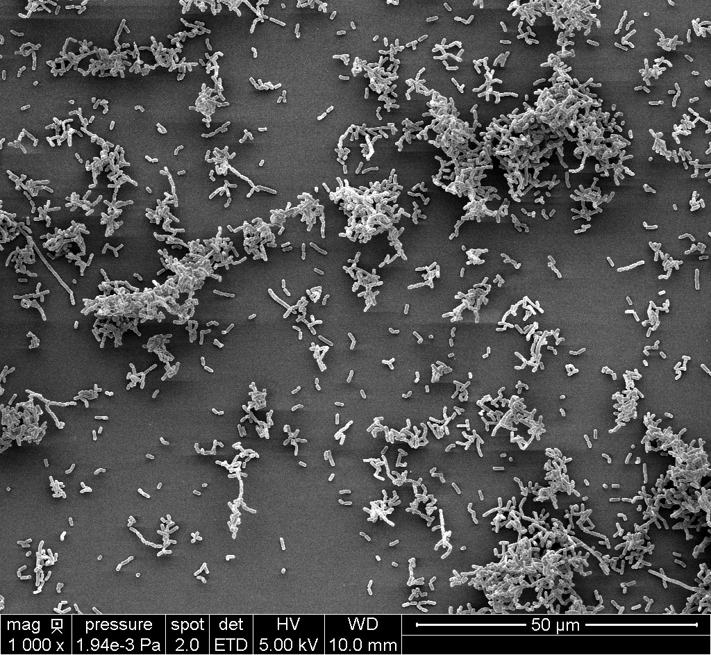 lallemand_brew's tweet photo. Did you know that the nomenclature of the Wildbrew Sour Pitch™ has changed?
WildBrew Sour Pitch™, has changed from Lactobacillus plantarum to Lactiplantibacillus plantarum.
#lallemandbrewing #webrewwithyou #brewingyeast #brewingknowledge #brewingscience #sourbeer https://t.co/Iwu3JFImr5