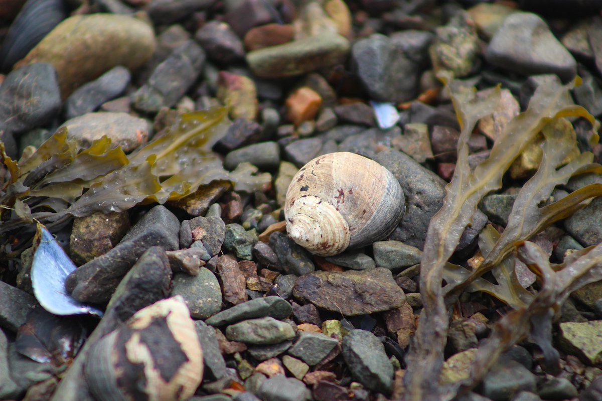 capturedisland's tweet photo. #capturedislandphotography #shell #beach #nature #naturephoto #NaturePhotography #Newfoundland #exploreNL #photo #photography #photographer #photooftheday https://t.co/eBGIMUbr7x